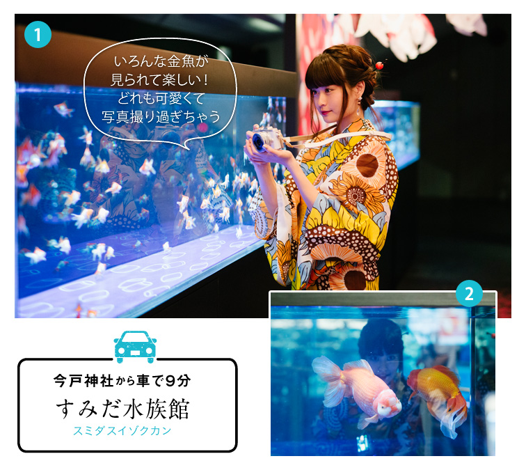 今戸神社から車で９分すみだ水族館:いろんな金魚が見られて楽しい！どれも可愛くて写真撮り過ぎちゃう