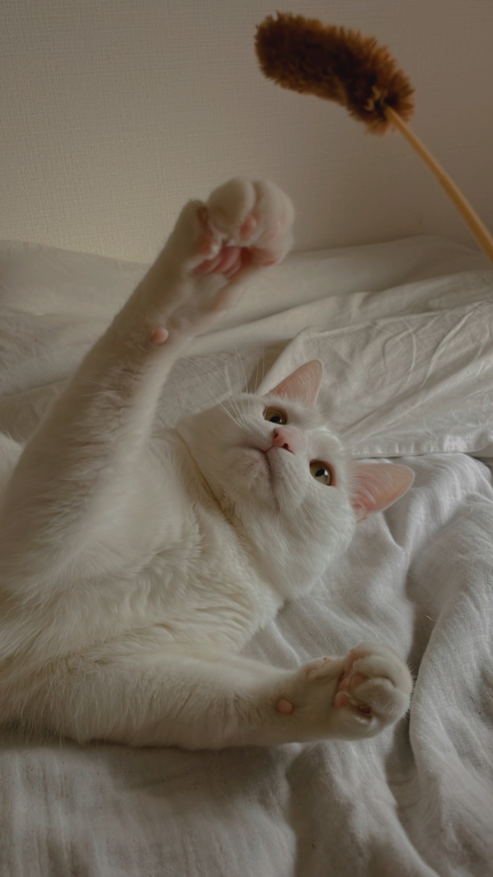 【Soup.+instagramers】rina　愛猫フィリーとの毎日